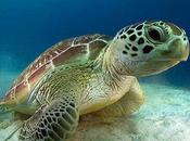 Tortuga boba