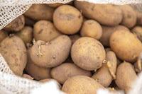 La proteína de la papa puede ayudar a desarrollar la masa muscular.