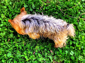 perros: beneficios según ciencia