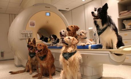 Los perros: sus beneficios según la ciencia