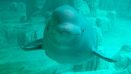 Visita el Oceanogràfic de Valencia en 360º