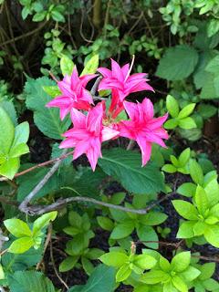 SOBERBIA IMPERSONALIDAD