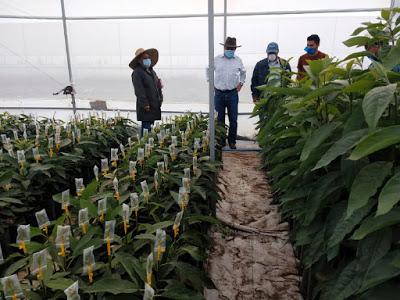 SUPERVISA SEDAGRO APOYOS A PRODUCTORES DE AGUACATE MEXIQUENSES