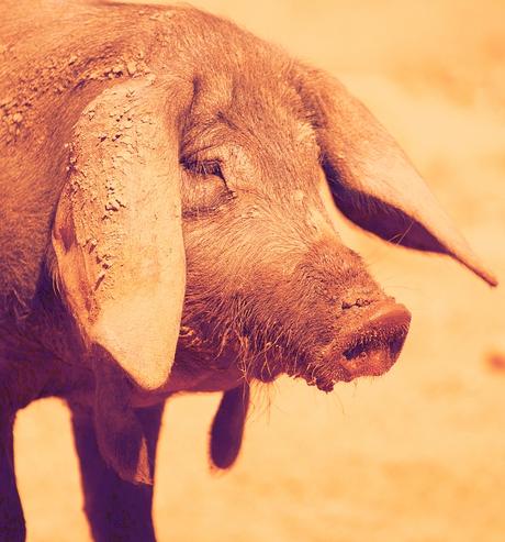 Españolito que vienes al mundo Españolito que vienes al mundo