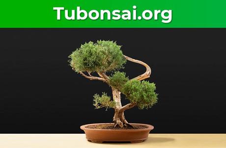 tubonsai.org inaugura su web con una estupenda selección de Bonsais y herramientas