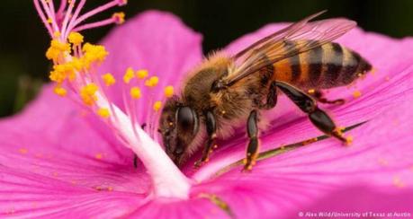 En el marco del Día Mundial de las Abejas piden a potosinos cuidar estos insectos