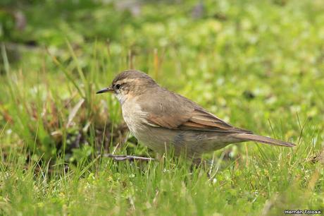 Remolinera serrana (Cinclodes comechingonus)