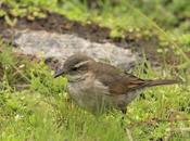 Remolinera serrana (Cinclodes comechingonus)