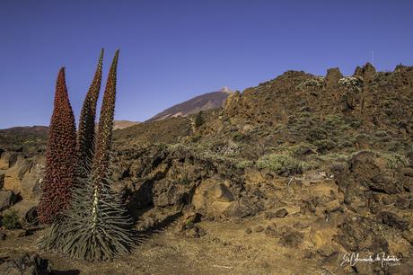 Tajinastes Rojos Jardín Botánico El Portillo Parque Nacional del Teide Tenerife