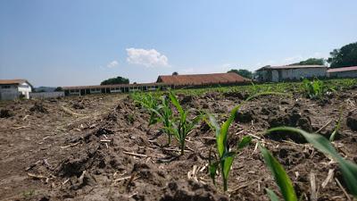 TRABAJA SEDAGRO EN MEJORAMIENTO GENÉTICO DEL MAÍZ