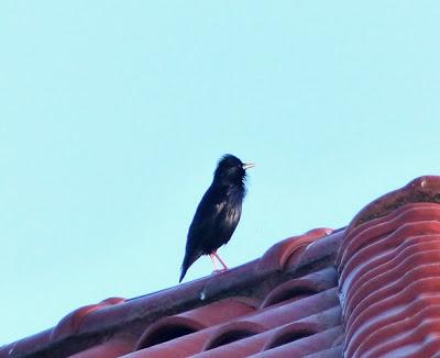 Las aves de los tejados