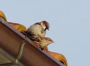 aves tejados