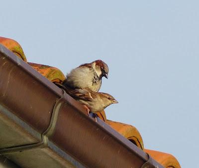 Las aves de los tejados