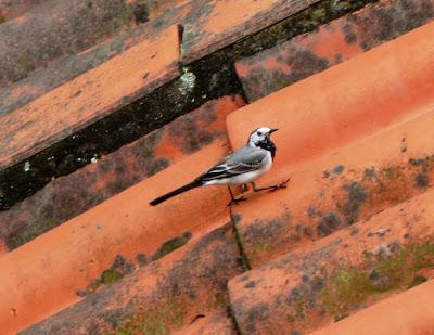 Las aves de los tejados