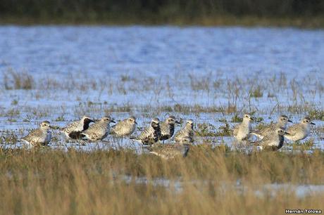 Chorlo ártico (Pluvialis squatarola)