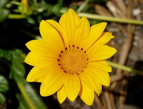 Las bellas Gazanias. Cuidados y plagas de la gazania
