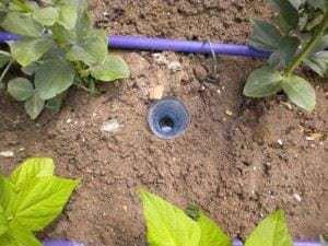 Trampas para caracoles y babosas: 3 métodos efectivos y libre de tóxicos para mantenerlos a raya en el huerto orgánico trampa babosas caracoles