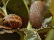 Trampas para caracoles babosas: métodos efectivos libre tóxicos mantenerlos raya huerto orgánico