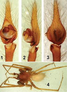 Nuevo araneido descrito en cuevas de Turquía