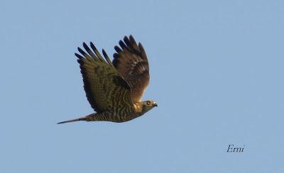 RAPACES ENTRE LAREDO Y LIENDO