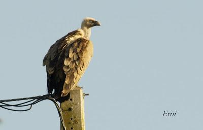 RAPACES ENTRE LAREDO Y LIENDO