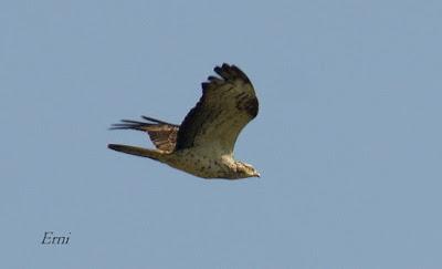 RAPACES ENTRE LAREDO Y LIENDO