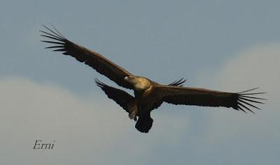 RAPACES ENTRE LAREDO Y LIENDO