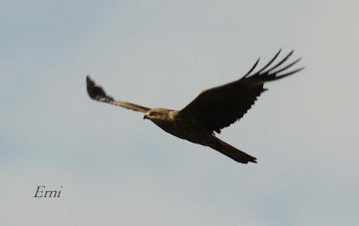 RAPACES ENTRE LAREDO Y LIENDO