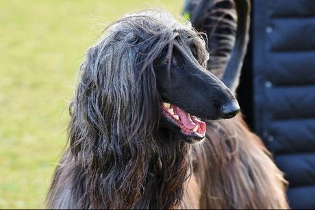 El mejor listado de Nombres de perros con D