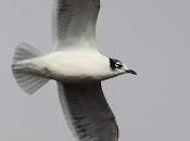 gaviota