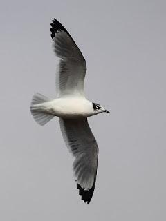 A una gaviota A una gaviota