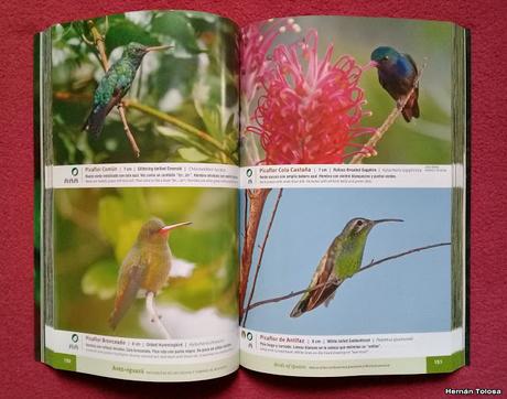 Aves de Iguazú