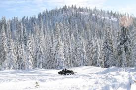 Dulce amor de Elizabeth Bowman