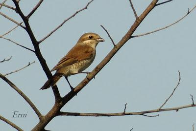 EL COLOR DE LA PRIMAVERA