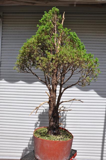 Picea Glauca : un proyecto de la asociación