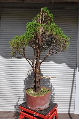 Picea Glauca : un proyecto de la asociación Picea Glauca : un proyecto de la asociación