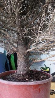 Picea Glauca : un proyecto de la asociación
