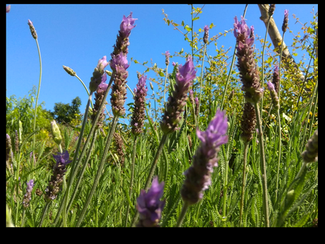 Flor de lavanda en día soleado