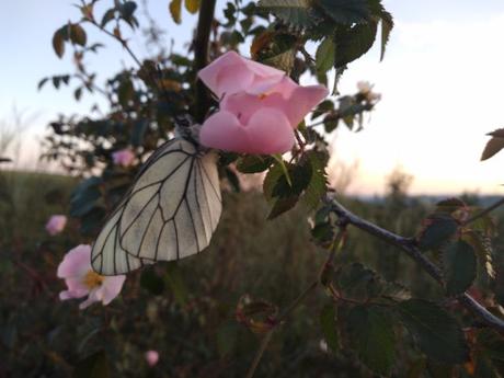 Vida animal en primavera