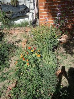 EL HUERTO ESCOLAR TRAS EL CONFINAMIENTO