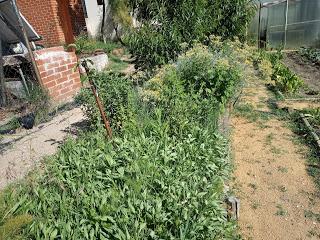 EL HUERTO ESCOLAR TRAS EL CONFINAMIENTO