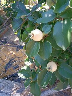 EL HUERTO ESCOLAR TRAS EL CONFINAMIENTO