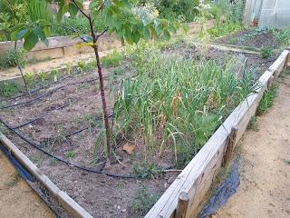 EL HUERTO ESCOLAR TRAS EL CONFINAMIENTO