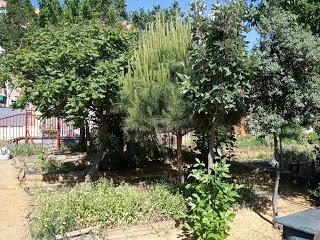 EL HUERTO ESCOLAR TRAS EL CONFINAMIENTO