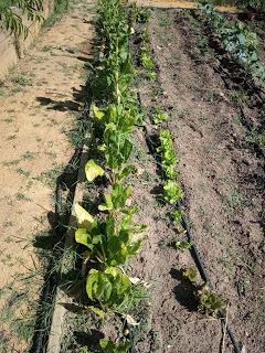 EL HUERTO ESCOLAR TRAS EL CONFINAMIENTO