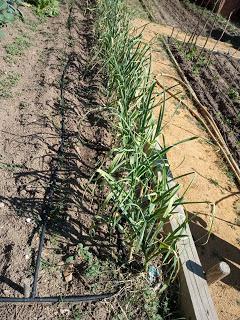 EL HUERTO ESCOLAR TRAS EL CONFINAMIENTO