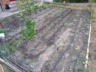 EL HUERTO ESCOLAR TRAS EL CONFINAMIENTO