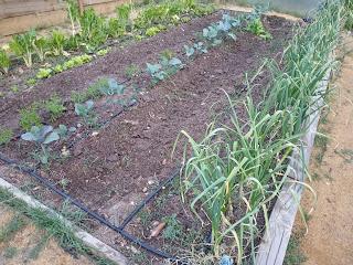 EL HUERTO ESCOLAR TRAS EL CONFINAMIENTO