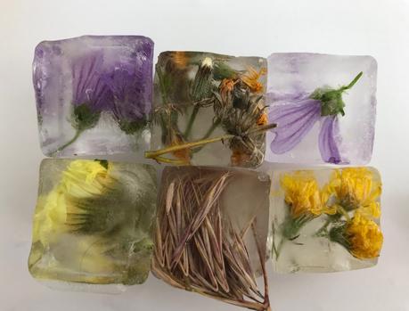 Cuadernos botánicos. Huellas de naturaleza.