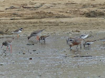 Los últimos migrantes